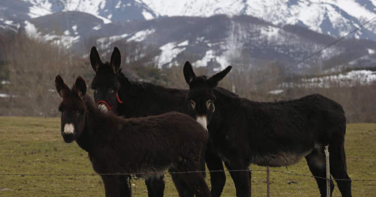 Perla Estrella En La Feria Y Relevo Generacional Del Burro