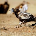 En la imagen, un ejemplar de alimoche común. EFE/ Beldad.