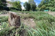 Árboles talados en el pipicán de la calle Padre Javier de Valladolid, en la zona de El Corte Inglés. Los troncos cortados tienen una altura de unos 40 centímetros y ponen enriesgo a perros y usuarios.