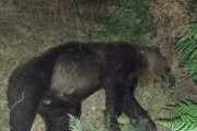 Oso atropellado en Asturias en 2023