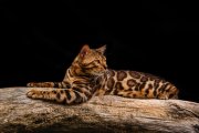 Un gato bengalí que estará en la Exposición Internacional Felina que se celebra el próximo fin de semana en San Andrés del Rabanedo.