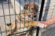 Paco, un cachorrón de mastín que busca familia