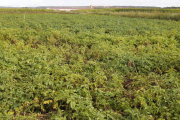 Plantación de patatas cercana a la localidad de Santibáñez de la Isla que serán recogidas en los próximas semanas. MARCIANO PÉREZ