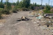 El burro muerto en mitad del camino reposa junto a un lugar ilegal de vertidos. DL