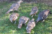 Pollos nacidos en cautividad en el centro asturiano de Sobrescobio. DL