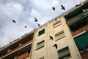 Varios pájaros vuelan encima del edificio en el que vivía el bebé maltratado con sus padres y el abuelo.