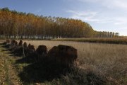 El municipio está compuesto por San Pedro Bercianos y La Mata del Páramo. Se encuentra a 28 kilómetros de la capital leonesa y su motor económico en la agricultura, sobre todo con cultivos de maíz, trigo, remolacha, alubia y patata. La modernización de re