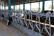 Una explotación de vacuno de leche de la provincia leonesa. MARCIANO PÉREZ
