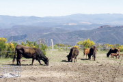 Rebaño de vacas de raza mantequera leonesa pastando en los montes de Benuza. ULE