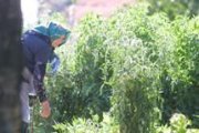 Una anciana cuida de los cultivos en su huerta