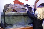 Una trabajadora del Bitácora muestra uno de los bogavantes que ofrecen en el restaurante. MARCIANO PÉREZ