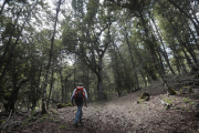 Una persona camina por un bosque en un rincón de León. DL