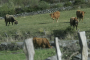 Vacas pastando en el Bierzo, en una imagen de archivo. ANA F. BARREDO