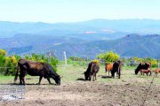 Ejemplares de la raza mantequera leonesa pastan en montes de Benuza. DPTO. PRODUCCIÓN ANIMAL (ULE)