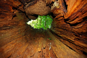 Vista desde el interior de la oquedad de su tronco, el castaño de Villasumil (Candín), impresiona, erigido como una fortaleza vegetal en la que cualquiera se siente a salvo. Ya fuera, es su envergadura, sus dimensiones, lo que deja atónito al visitante. H