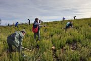 Voluntarios participan en la plantación de árboles organizada por la Asociación Teleno Libre en Boisán.