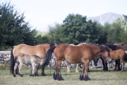 Feria del caballo Hispano Breton en San Emiliano.