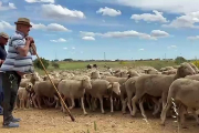 Ovejas trashumantes en León