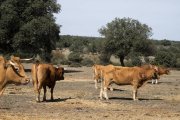 El veterinario inyecta medicamentos a una vaca infectada de Ehe en una finca de la comarca de ledesma