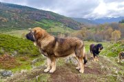 Un mastín vigila el ganado desde lo alto de la braña en Caboalles de Abajo.