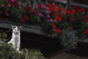 Preocupación por la proliferación de gatos en los pueblos.