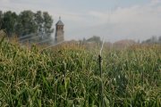 Cultivo de maíz en una finca de León.