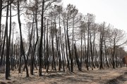 Pinos quemados en montes de la Valdería.