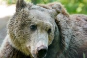 Boki, el oso pardo que fue operado con éxito para drenar líquido cerebral, es reintroducido con sus compañeros Fluff y Scruff en el Wildwood Trust, marcando un hito en la veterinaria británica.