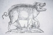 Jabalí bicéfalo en un Libro de Prodigios del s. XVI.