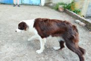 Canela
