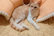 Mincho