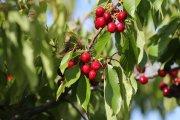 Imagen de las características cerezas del Bierzo.