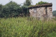 Un mar de ortigas custodia la casa abandonada