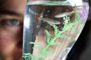 UN EMPLEADO DE LA SECCION DE VETERINARIA DE UNA LANCHA EN LA FRONTERA DE ALEMANIA OBSERVA A DOS PECES QUE VIAJAN 
epa000244652 An employee of the veterinarian section of the German border patrol looks at two white cloud mountain minnows in a toy fish glass in Hamburg, Germany, Wednesday 04 August 2004. During the inspection of a container which had its content labeled as 'art glass', the officers found the toy fish from South East Asia which were sealed in pairs in little glass vases along with plastic plants. The total of 26,000 fish were turned over to the zoological institute.