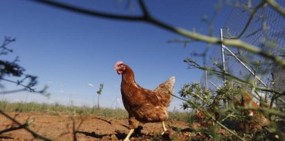 Una gallina en un pueblo del Páramo.