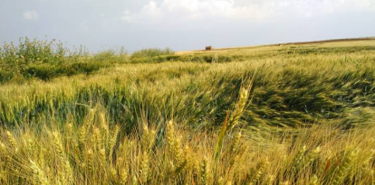 Campo de trigo.