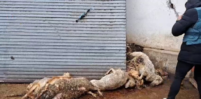 Investigado un ganadero de ovino de Renedo (Valladolid) por el abandono de los animales.