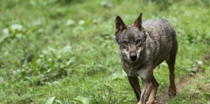 Un lobo Ibérico, en una fotografía de archivo. EFE/ J.L.Cereijido