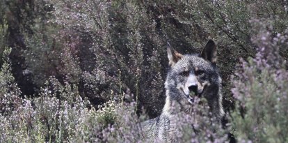 Ejemplar de lobo ibérico en el centro de Robledo de Sanabria.