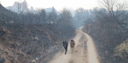 Unos perros pasean por el campo arrasado por las llamas en Las Médulas.