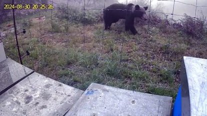 Un oso acercándose a un colmenar de Fapas