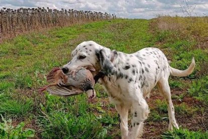Un perro con una pieza cobrada en una de las jornadas de caza. DL