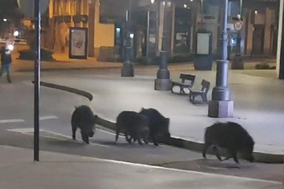 Jabalíes en pleno centro de Ponferrada.