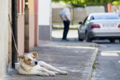 Un perro tumbado en el suelo en la calle.