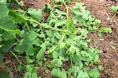 El granizo defolió las plantas y rompió varas enteras.