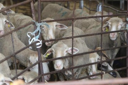 REPORTAJE SOBRE LA LUCHA CONTRA LA LENGUA AZUL QUE HA COSTADO 30 MILLONES A LEÓN