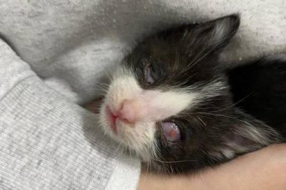 Felix, el gato que busca una familia para seguir viendo.