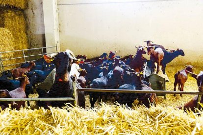 Ejemplares de una explotación caprina de León, en una imagen de archivo.