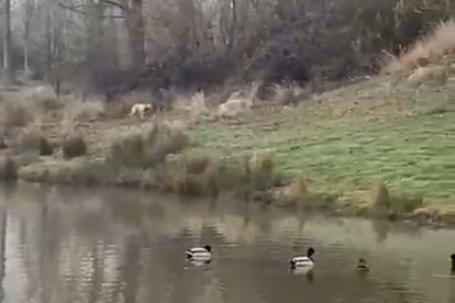 Foto 5: Rigodón en la laguna de Trobajo del Camino, buscando la ruta para dirigirse a la Protectora de León. No la encontró.