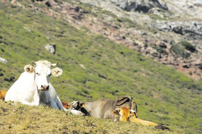 Varias reses reposan en un monte de la Montaña Central de León